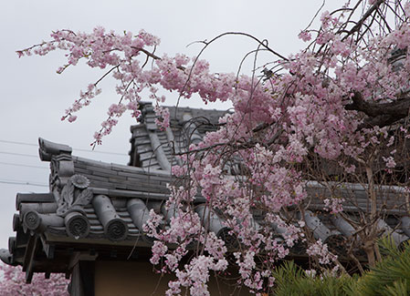 桜と屋根